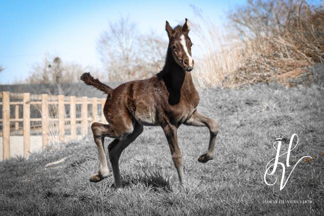 Colt KWPN Dutch Warmblood For sale 2025 Black