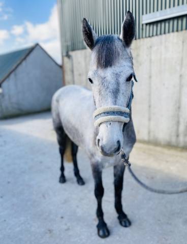 Quality Connemara mare