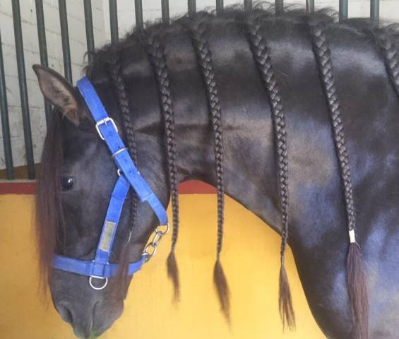 Entire PRE Pure Spanish Bred For sale 2016 Black