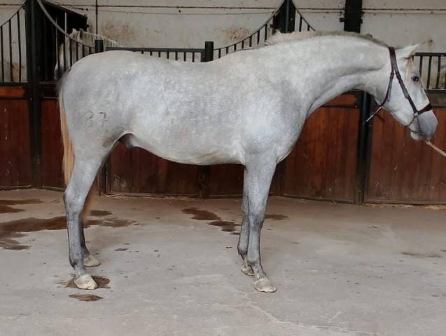 Entire PRE Pure Spanish Bred For sale 2022 Grey