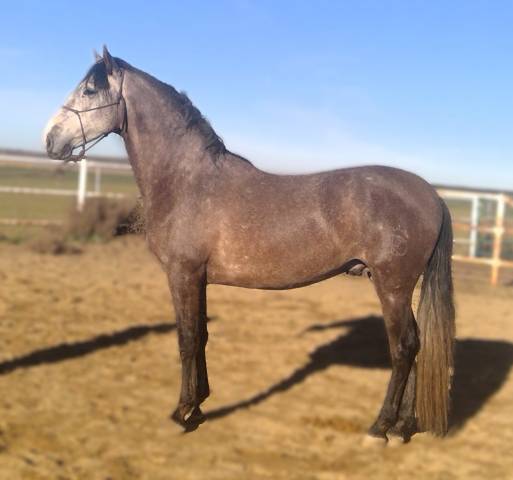 Entire PRE Pure Spanish Bred For sale 2021 Grey