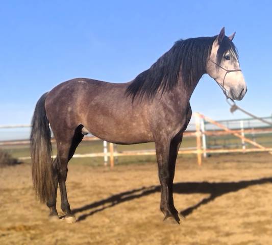 Entire PRE Pure Spanish Bred For sale 2021 Grey