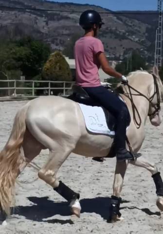 Entire PRE Pure Spanish Bred For sale 2019 Perlino