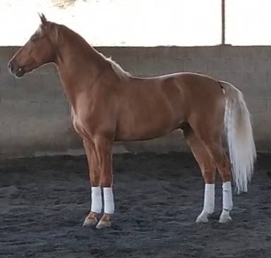 Entire PRE Pure Spanish Bred For sale 2020 Palomino