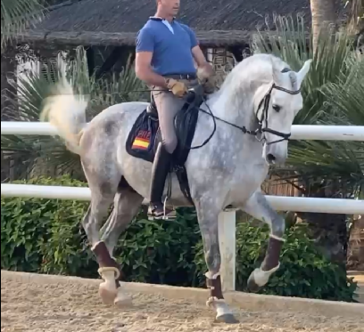 Entire PRE Pure Spanish Bred For sale 2021 Grey