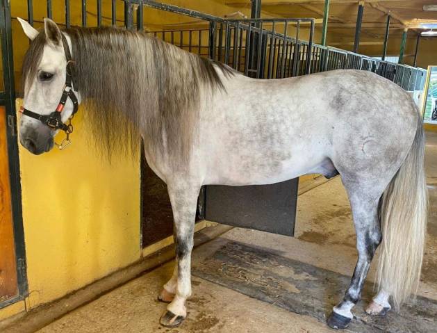 Entire PRE Pure Spanish Bred For sale 2019 Grey