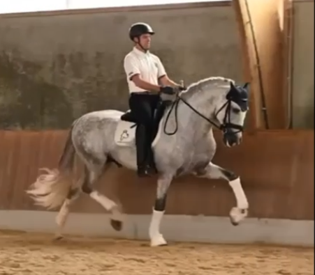 Entire PRE Pure Spanish Bred For sale 2019 Grey