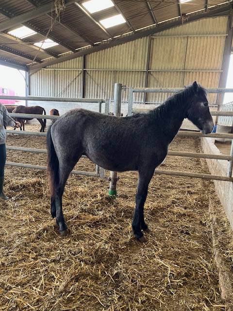 Colt Connemara For sale 2024 Grey