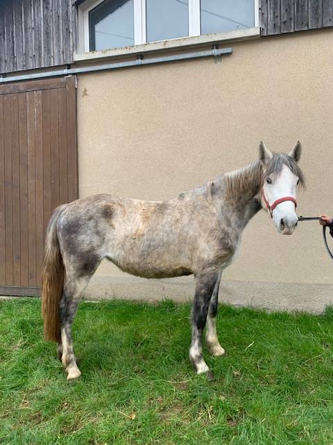 Filly Connemara For sale 2022 Grey