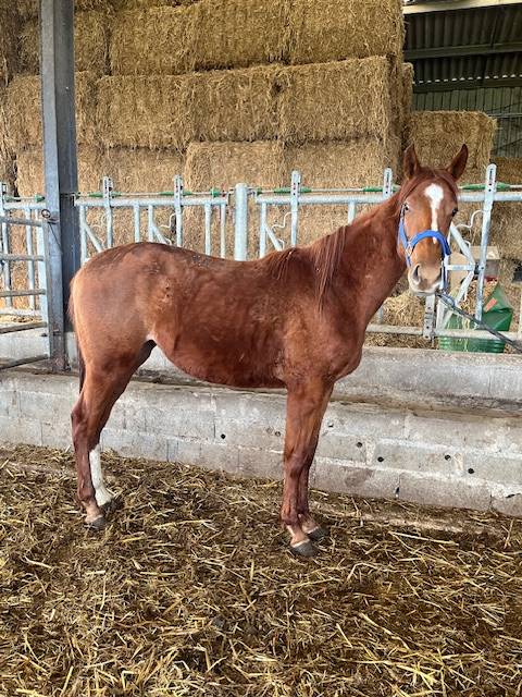 Filly Thoroughbred For sale 2022 Chesnut
