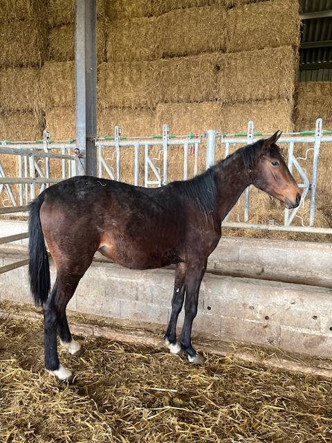 Gelding Selle Français For sale 2023 Bay