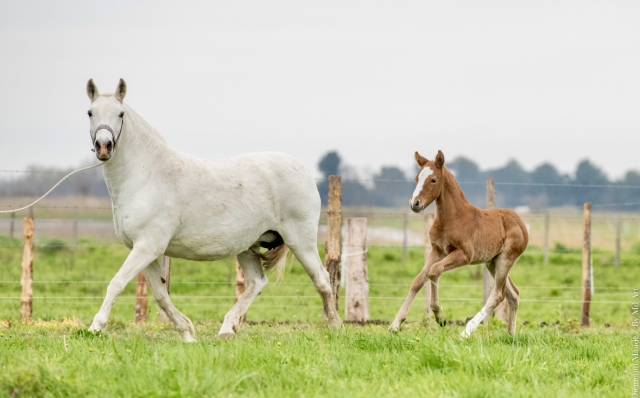 Colt Lusitano For sale 2024 Grullo
