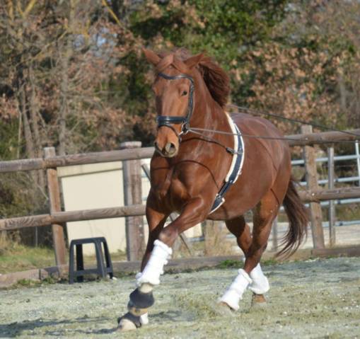 Gelding Lusitano For sale 2020 Chesnut