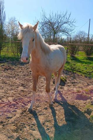 Colt Welsh Part Bred For sale 2024 Palomino