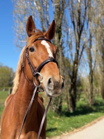 Mare Selle Français For sale 2021 Chesnut