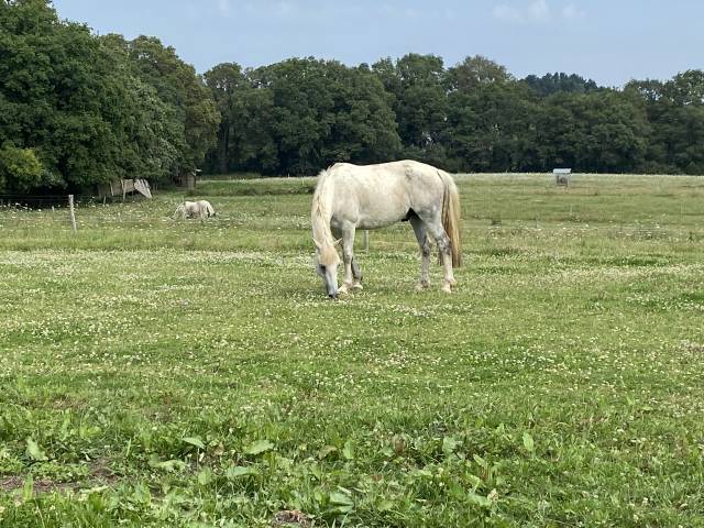 Gelding Welsh Pony (Section D), Welsh Cob For sale 2014 Grey