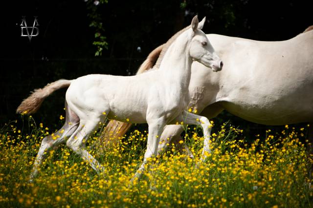 Colt PRE Pure Spanish Bred For sale 2025 Buckskin