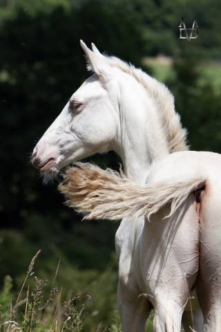 Colt PRE Pure Spanish Bred For sale 2025 Buckskin