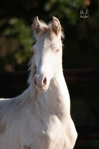 Colt PRE Pure Spanish Bred For sale 2025 Buckskin