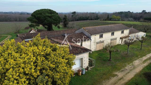 Vineyard  Gironde