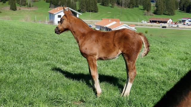 Filly Franche-Montagne For sale 2025 Liver chestnut