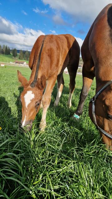 Filly Franche-Montagne For sale 2025 Liver chestnut