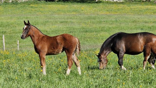 Filly Franche-Montagne For sale 2025 Liver chestnut