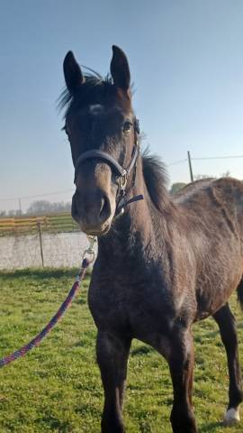 Filly Zangersheide For sale 2024 Grey