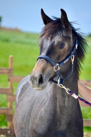 Filly Zangersheide For sale 2024 Grey