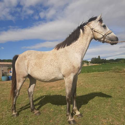 Gelding Arabian Half Blood For sale 2018 Grey