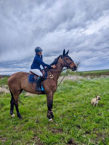 Gelding Selle Français For sale 2008 Bay