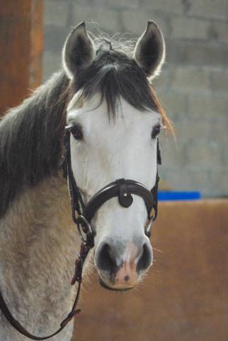 Mare Origin Recorded For sale 2019 Grey