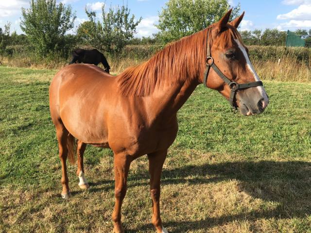 Gelding French Trotter Free 2006 Chesnut