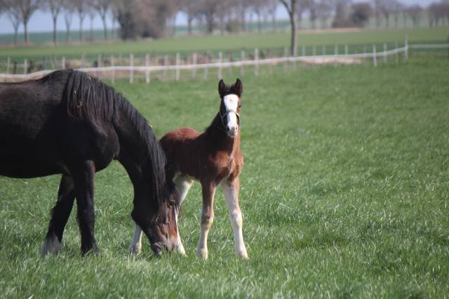 Colt Shire For sale 2025 Bay