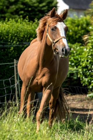 Broodmare Selle Français For sale 2014 Chesnut