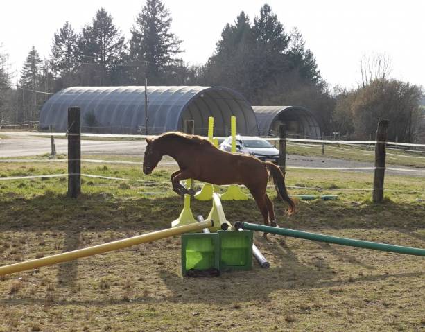 Gelding New Forest For sale 2021 Chesnut