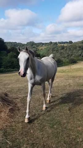 Gelding Arabian Thoroughbred For sale 2015 Grey
