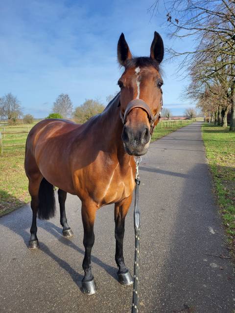 Mare Origin Recorded For sale 2012 Bay