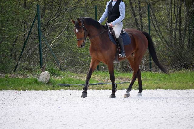 Gelding Zangersheide For sale 2022 Bay