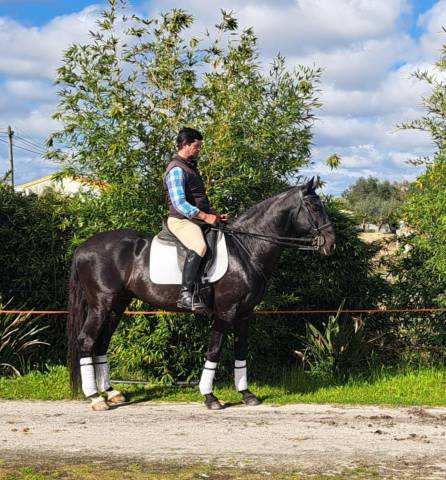 Entire Lusitano For sale 2016 Black
