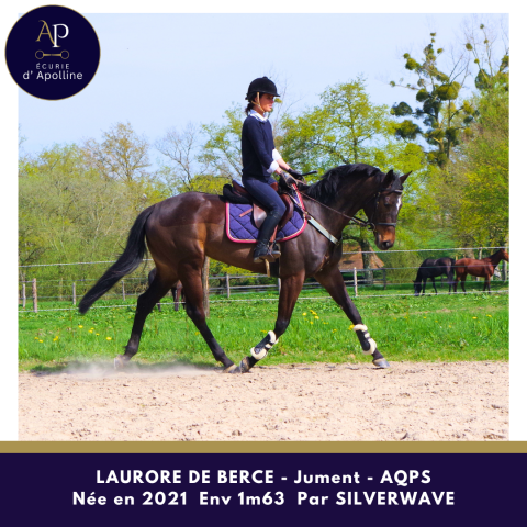 Mare AQPS For sale 2021 Bay