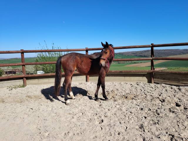 Gelding Origin Recorded For sale 2023 Dark Bay