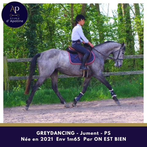 Mare Thoroughbred For sale 2021 Grey