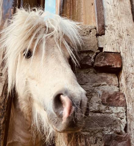 Krumble d'Isabel - Shetland Pony 2020 by BAREZZ FROM BROKEN COLOUR (NL)