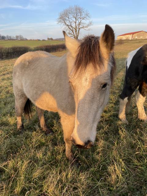 Filly Other Horse Breed For sale 2023 Buckskin