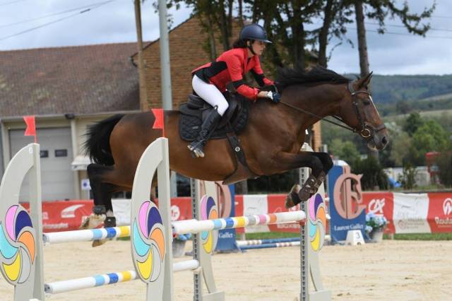Gelding Selle Français For sale 2012 Bay