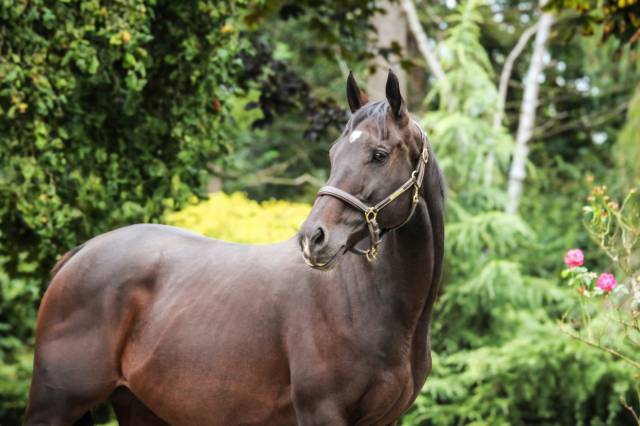 Gelding Thoroughbred For sale 2020 Bay
