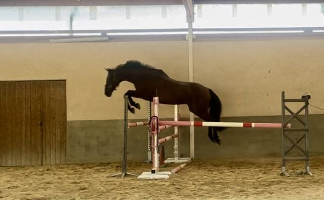 Gelding KWPN Dutch Warmblood For sale 2016 Bay