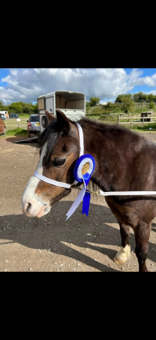 Welsh Sec A - polly 11.2hh 