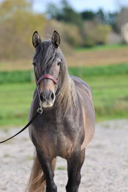 Kariñoso del Ber - PRE Pure Spanish Bred 2020 by Doblon-TR
